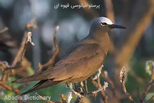 پرستواقیانوسی قهوه ای